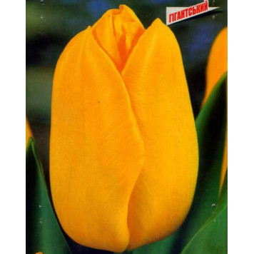 Тюльпан гигантський "Hocus Pocus"