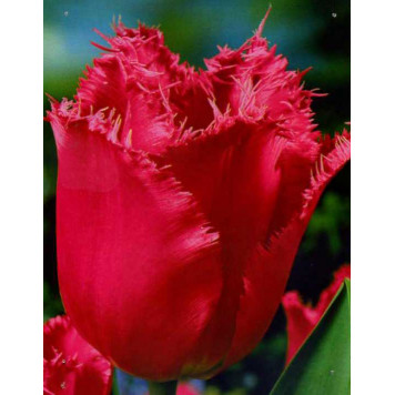 Тюльпан торочкуватий "Madison Garden"