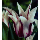 Тюльпан лілієподібний "Marilyn"