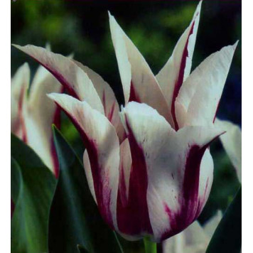 Тюльпан лілієподібний "Marilyn"