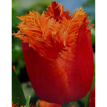 Тюльпан торочкуватий "Noranda"