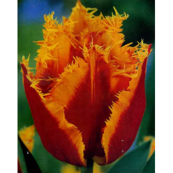 Тюльпан торочкуватий "Palmares"