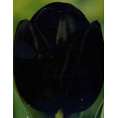 Тюльпан "Queen of Night"