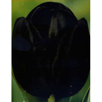 Тюльпан тріумф "Queen of Night"