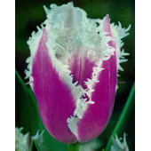 Тюльпан "Siesta"