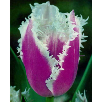 Тюльпан торочкуватий "Siesta"