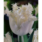 Тюльпан "Swan-Wings"