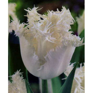 Тюльпан торочкуватий "Swan-Wings"