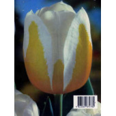 Тюльпан "Sweet-Heart"
