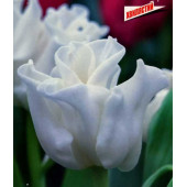 Тюльпан "White Liberstar"
