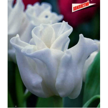 Тюльпан тріумф "White Liberstar"