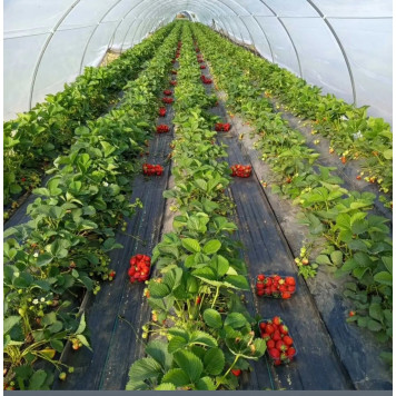 Агроволокно чорне 50 г/м² 1,07×10 м — надщільний захист ґрунту від бур’янів і перегріву-3