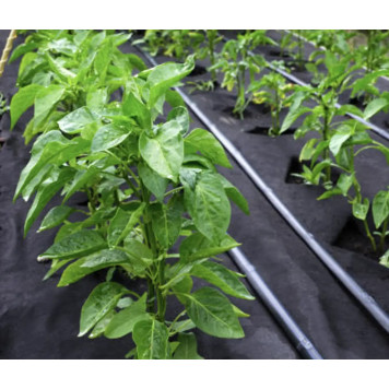 Агроволокно чорне 50 г/м² 1,07×10 м — надщільний захист ґрунту від бур’янів і перегріву-2